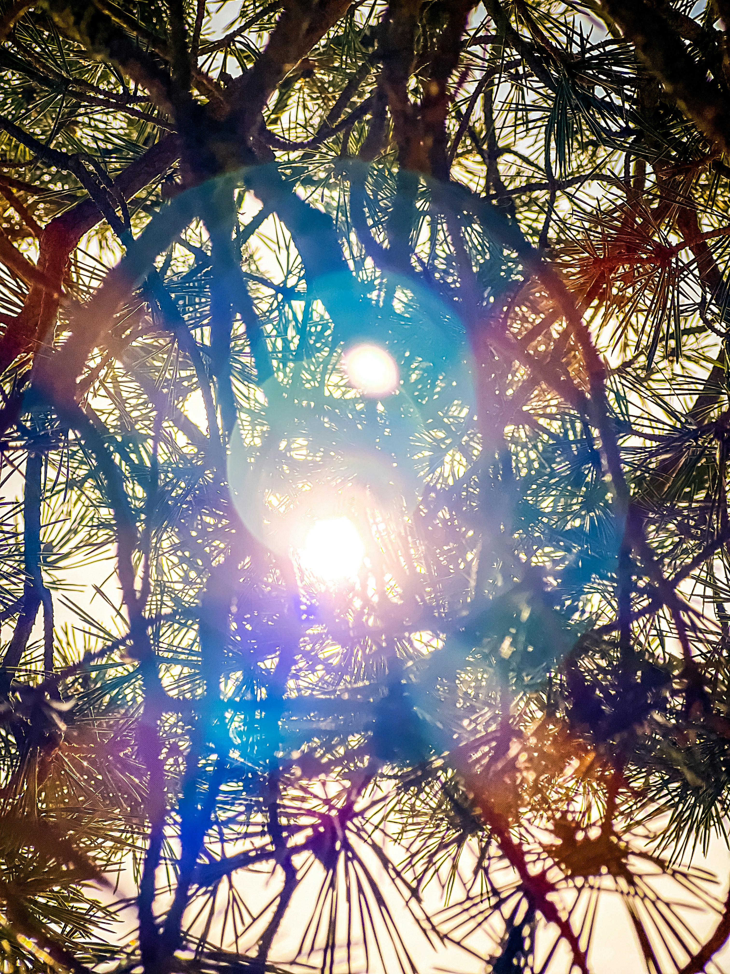 Warm sunset over forest and mountains — Annie Palmer, PMHNP, psychiatric care in Berkeley, California
